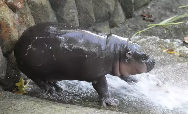 Two-month-old baby hippo Moo Deng plays with water from a zookeeper at the Khao Kheow Open Zoo in Chonburi province, Thailand, Thursday, Sept. 19, 2024. (AP Photo/Sakchai Lalit)