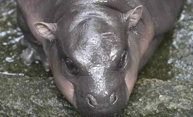 Two-month-old baby hippo Moo Deng lays down on the ground at the Khao Kheow Open Zoo in Chonburi province, Thailand, Thursday, Sept. 19, 2024. (AP Photo/Sakchai Lalit)