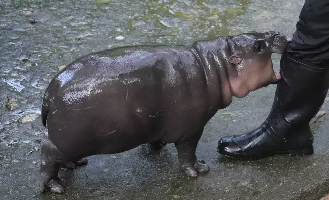 Two-month-old baby hippo Moo Deng plays with a zookeeper in the Khao Kheow Open Zoo in Chonburi province, Thailand, Thursday, Sept. 19, 2024. (AP Photo/Sakchai Lalit)