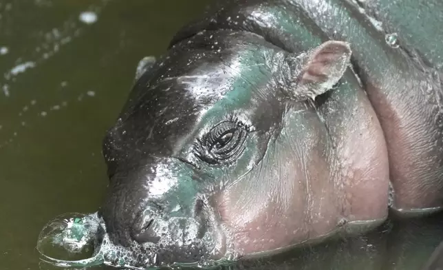 Two-month-old baby hippo Moo Deng sleeps at the Khao Kheow Open Zoo in Chonburi province, Thailand, Thursday, Sept. 19, 2024. (AP Photo/Sakchai Lalit)