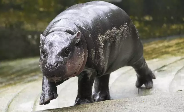 Two-month-old baby hippo Moo Deng walks at the Khao Kheow Open Zoo in Chonburi province, Thailand, Thursday, Sept. 19, 2024. (AP Photo/Sakchai Lalit)