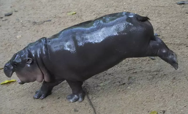 Two-month-old baby hippo Moo Deng jumps at the Khao Kheow Open Zoo in Chonburi province, Thailand, Thursday, Sept. 19, 2024. (AP Photo/Sakchai Lalit)