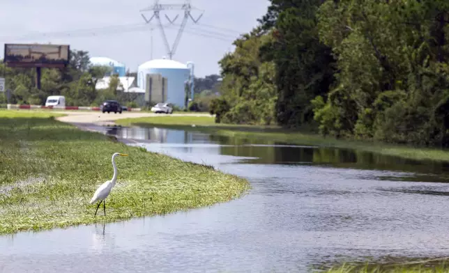 An egret forages next to the flooded on-ramp to Interstate 10 in Laplace, La., Friday, Sept. 13, 2024 , two days after Hurricane Francine swept through the area. (Chris Granger/The Times-Picayune/The New Orleans Advocate via AP)