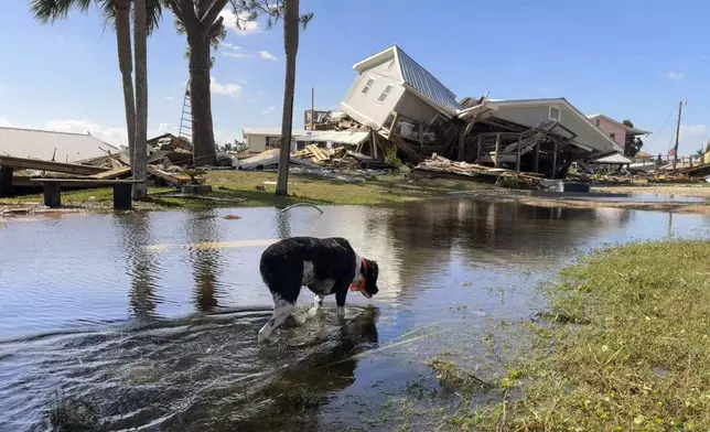 A dog wades through floodwaters near collapsed homes in Dekle Beach on the coast of rural Taylor County, Fla., Friday, Sept. 27, 2024. (AP Photo/Kate Payne)