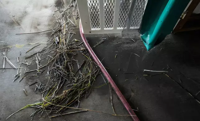 Marsh grass is on the floor as the Pellegrin family cleans out their camp, which took on a storm surge, in the aftermath of Hurricane Francine, in Cocodrie, La., Thursday, Sept. 12, 2024. (AP Photo/Gerald Herbert)