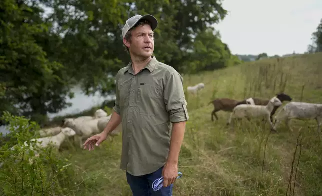 Zach Richardson, owner of the Nashville Chew Crew, looks over his flock of sheep along the Cumberland River bank Tuesday, July 9, 2024, in Nashville, Tenn. The sheep are used to clear out overgrown weeds and invasive plants in the city's parks, greenways and cemeteries. (AP Photo/George Walker IV)