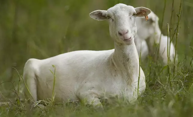 A sheep from a flock called the Chew Crew is seen on the Cumberland River bank Tuesday, July 9, 2024, in Nashville, Tenn. The sheep are used to clear out overgrown weeds and invasive plants in the city's parks, greenways and cemeteries. (AP Photo/George Walker IV)