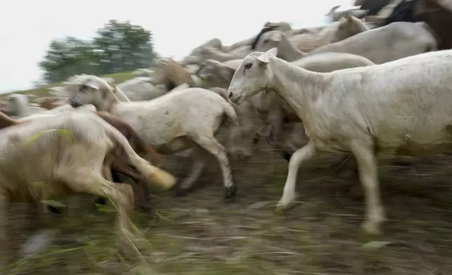 A flock of sheep called the Chew Crew move along the Cumberland River bank Tuesday, July 9, 2024, in Nashville, Tenn. The sheep are used to clear out overgrown weeds and invasive plants in the city's parks, greenways and cemeteries. (AP Photo/George Walker IV)