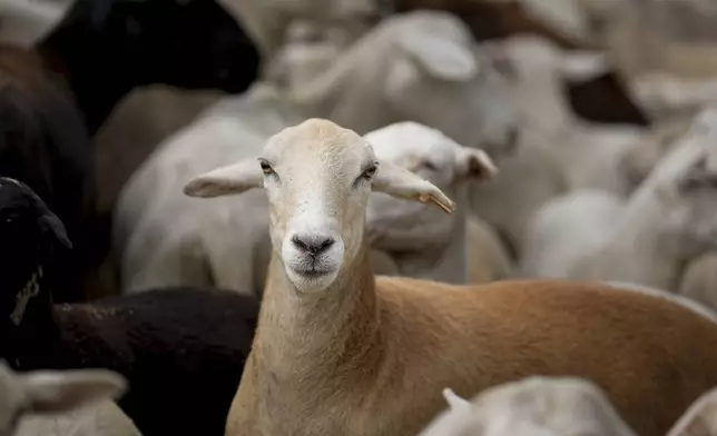 A flock of sheep called the Chew Crew are seen on the Cumberland River bank Tuesday, July 9, 2024, in Nashville, Tenn. The sheep are used to clear out overgrown weeds and invasive plants in the city's parks, greenways and cemeteries. (AP Photo/George Walker IV)