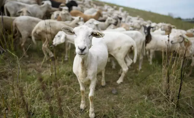 A flock of sheep called the Chew Crew graze along the Cumberland River bank Tuesday, July 9, 2024, in Nashville, Tenn. The sheep are used to clear out overgrown weeds and invasive plants in the city's parks, greenways and cemeteries. (AP Photo/George Walker IV)