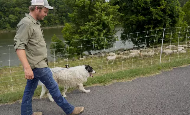 Zach Richardson, owner of the Nashville Chew Crew, looks over his flock of sheep with his herding dog Doug along the Cumberland River bank Tuesday, July 9, 2024, in Nashville, Tenn. The sheep are used to clear out overgrown weeds and invasive plants in the city's parks, greenways and cemeteries. (AP Photo/George Walker IV)