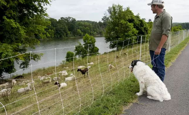 Zach Richardson, owner of the Nashville Chew Crew, looks over his flock of sheep with his herding dog Doug along the Cumberland River bank Tuesday, July 9, 2024, in Nashville, Tenn. The sheep are used to clear out overgrown weeds and invasive plants in the city's parks, greenways and cemeteries. (AP Photo/George Walker IV)