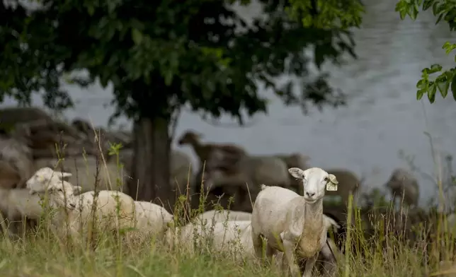 A flock of sheep called the Chew Crew are seen along the Cumberland River bank Tuesday, July 9, 2024, in Nashville, Tenn. The sheep are used to clear out overgrown weeds and invasive plants in the city's parks, greenways and cemeteries. (AP Photo/George Walker IV)