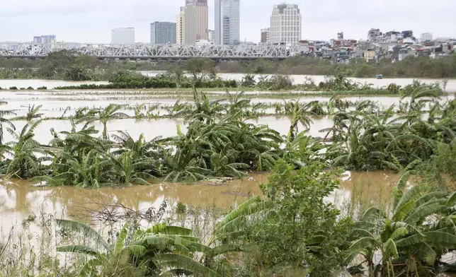 A banana garden is submerged in flood, following Typhoon Yagi in Hanoi, Vietnam on Tuesday, Sept. 10, 2024. (AP Photo/Huy Han)