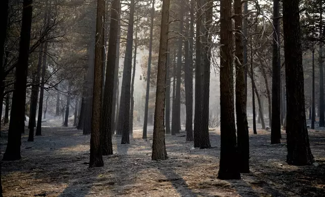 A fire-damaged forest is shown in the aftermath of the Bridge Fire, Thursday, Sept. 12, 2024, in Wrightwood, Calif. (AP Photo/Eric Thayer)