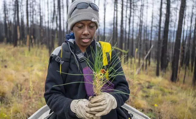 In this photo provided by The Nature Conservancy, Annie Topal plants a seedling during a restoration project on the burn scar left by the Hermit's Peak/Calf Canyon Fire near Mora, N.M., Saturday, Sept. 21, 2024. (Roberto E. Rosales/The Nature Conservancy via AP)