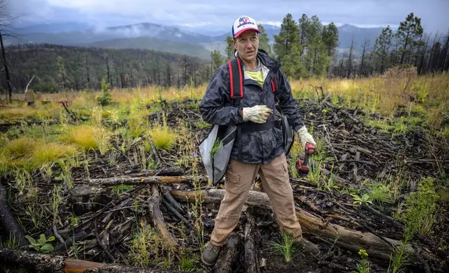 In this photo provided by The Nature Conservancy, Joseph Casedy with the Hermit's Peak Watershed Alliance takes a break after planting seedlings on the Hermit's Peak/Calf Canyon Fire burn scar near Mora, N.M., Saturday, Sept. 21, 2024. (Roberto E. Rosales/The Nature Conservancy via AP)