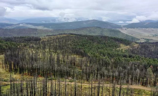 In this photo provided by The Nature Conservancy, swaths of trees that were burned by the 2022 Hermit’s Peak/Calf Canyon wildfire near Mora, N.M., are seen on Saturday, Sept. 21, 2024. (Roberto E. Rosales/The Nature Conservancy via AP)