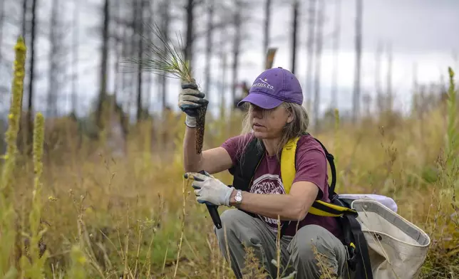 In this photo provided by The Nature Conservancy, Crystal K. Western Ford prepares to plant a seedling during a restoration project on the burn scar left by the Hermit's Peak/Calf Canyon Fire near Mora, N.M., Saturday, Sept. 21, 2024. (Roberto E. Rosales/The Nature Conservancy via AP)