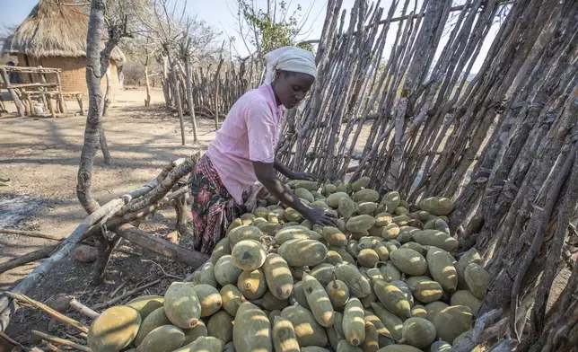 Loveness Bhitoni harvests fallen baobab fruit in Mudzi, Zimbabwe, Thursday,Aug. 22, 2024. (AP Photo/Aaron Ufumeli)