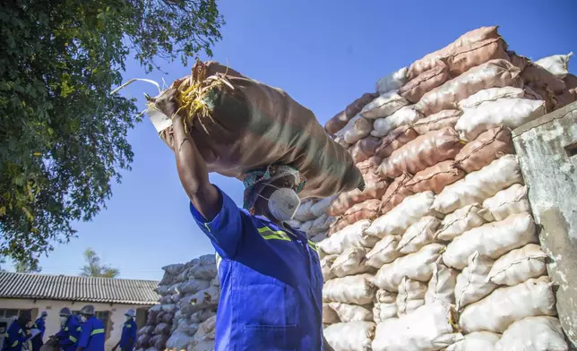 Workers at a baobab factory carry a sack full of baobab fruits for processing in Mudzi, Friday, Aug. 23 ,2024. (AP Photo/Aaron Ufumeli)