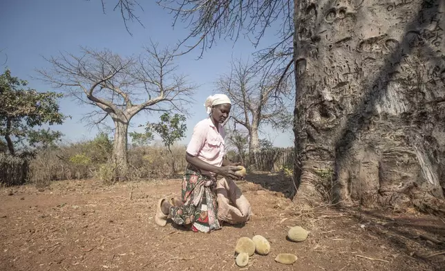 Loveness Bhitoni picks up fallen baobab fruit under a baobab tree in Mudzi, Zimbabwe, Thursday,Aug. 22, 2024. (AP Photo/Aaron Ufumeli)