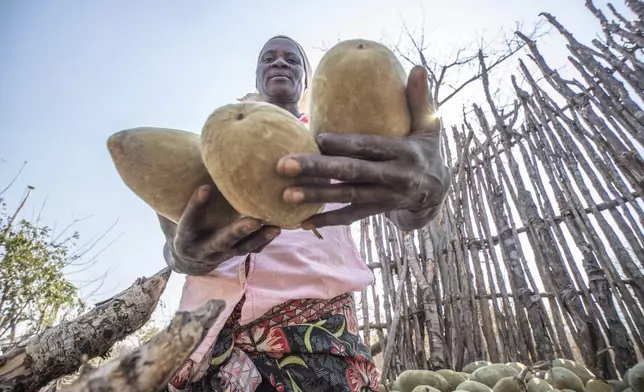 Loveness Bhitoni harvests fallen baobab fruit in Mudzi, Zimbabwe, Thursday,Aug. 22, 2024. (AP Photo/Aaron Ufumeli)