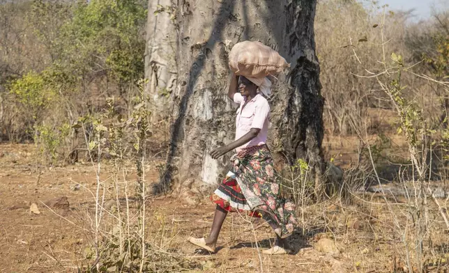 Loveness Bhitoni carries baobab fruits from a tree, in Mudzi, Zimbabwe, Thursday, Aug. 22, 2024. (AP Photo/Aaron Ufumeli)