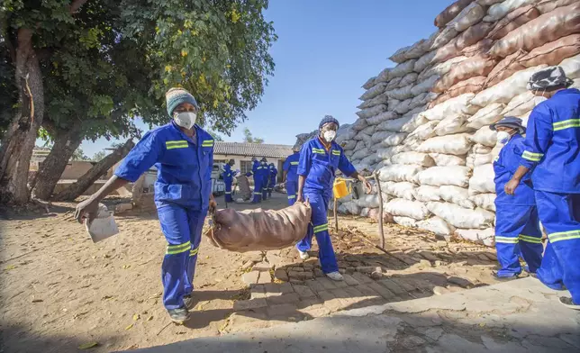 Workers at a baobab factory carry a sack full of baobab fruits for processing in Mudzi, Friday, Aug. 23 ,2024. (AP Photo/Aaron Ufumeli)