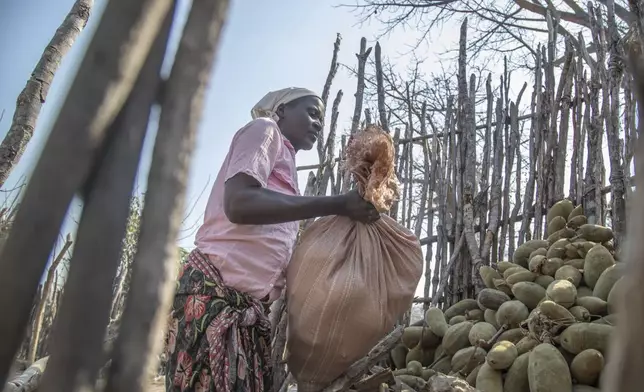 Loveness Bhitoni harvests fallen baobab fruit under in Mudzi, Zimbabwe, Thursday,Aug. 22, 2024. (AP Photo/Aaron Ufumeli)