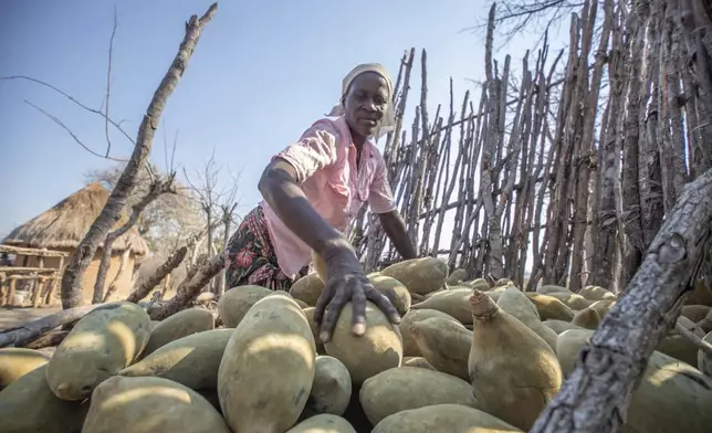 Loveness Bhitoni harvests fallen baobab fruit in Mudzi, Zimbabwe, Thursday,Aug. 22, 2024. (AP Photo/Aaron Ufumeli)