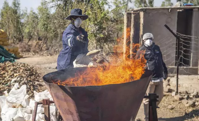 A worker trows shells of baobab fruits into a furnace for the purposes of manure at an baobab factory in Mudzi, Zimbabwe, Friday, Aug. 23, 2024. (AP Photo/Aaron Ufumeli)