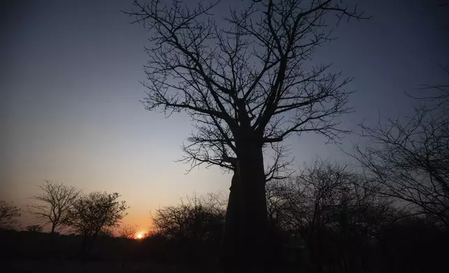 The sun sets behind a baobab tree, known as the tree of life, in Mudzi, Zimbabwe, Thursday, Aug. 22, 2024. (AP Photo/Aaron Ufumeli)