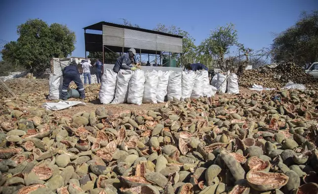 Workers load shells of the baobab fruits to be burnt and used as manure at a baobab factory in Mudzi, Zimbabwe, Friday, Aug. 23 ,2024. (AP Photo/Aaron Ufumeli)