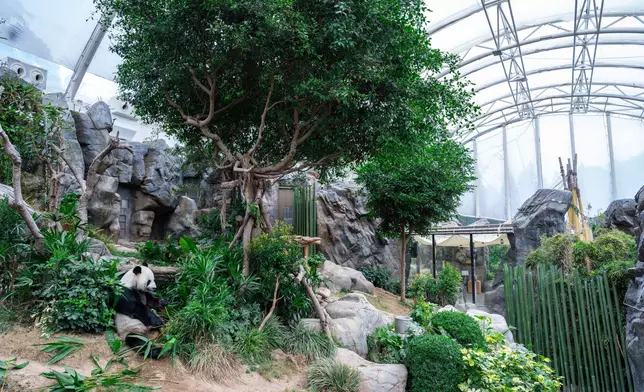 The Trust’s donation will support the expansion and upgrading of animal habitats within “Giant Panda Adventure”, providing giant pandas living in the Park with an even better living environment. The first two photos, show Le Le enjoying his meal in the “Giant Panda Adventure”.