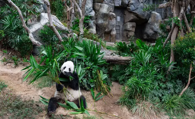 The Trust’s donation will support the expansion and upgrading of animal habitats within “Giant Panda Adventure”, providing giant pandas living in the Park with an even better living environment. The first two photos, show Le Le enjoying his meal in the “Giant Panda Adventure”.