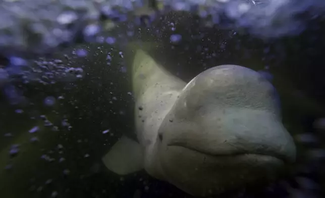 A beluga whale swims behind a boat through the Churchill River, Monday, Aug. 5, 2024, near Churchill, Manitoba. (AP Photo/Joshua A. Bickel)