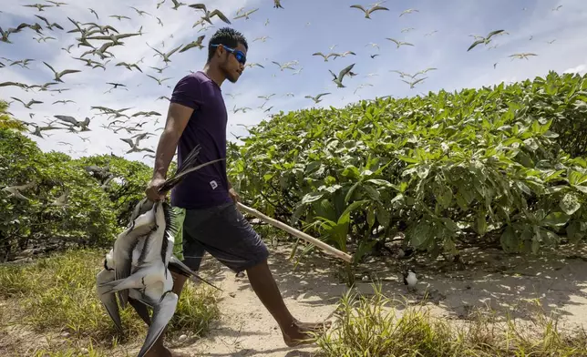 Carson Ngiralbong, a ranger with the Hatohobei State Rangers, collects bridled tern for dinner on July 17, 2024, on Helen Island, Palau. (AP Photo/Yannick Peterhans)