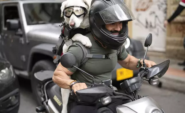 A goggle-wearing dog is strapped to a motorcycle driver's back as they wait at a stoplight in Bogota, Colombia, Wednesday, Oct. 9, 2024. (AP Photo/Fernando Vergara)