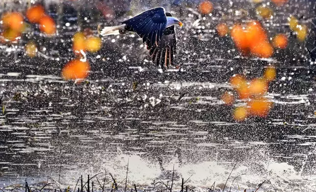 A bald eagle flying past autumn leaves startles a flock of ducks and geese floating on Adams Pond, Friday, Oct. 18, 2024, in East Derry, N.H. (AP Photo/Charles Krupa)