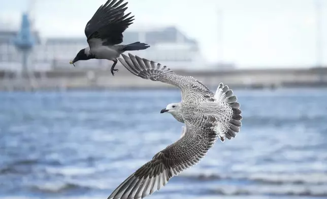 A crow and a seagull fight for a prey in Tallinn Bay, Tallinn, Estonia, Sunday, Sept. 29, 2024. (AP Photo/Sergei Grits)