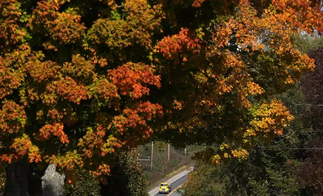 A maple tree shows its fall colors, Tuesday, October. 15, 2024, in New Gloucester, Maine. (AP Photo/Robert F. Bukaty)