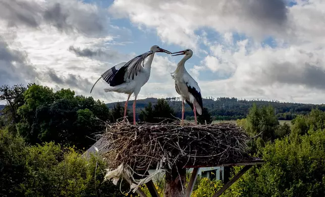 Two storks stand in their nest in Wehrheim near Frankfurt, Germany, Tuesday, Oct. 1, 2024. (AP Photo/Michael Probst)