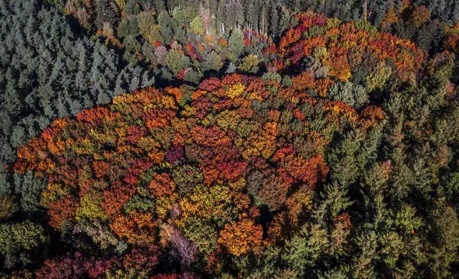 An aerial shot with a drone shows trees with autumn coloured leaves in a mixed forest near Brüsewitz, Germany, Tuesday, Oct. 22, 2024. (Jens Büttner/dpa via AP)