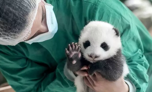 An employee of the Berlin zoo holds one of the newly born twin panda bear cubs during a presentation to the media at the Zoo in Berlin, Germany, Tuesday, Oct. 15, 2024. (AP Photo/Ebrahim Noroozi)