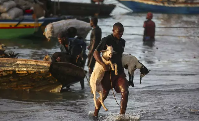 A worker unloads goats from a boat to the shore in Saint-Marc, Haiti, Thursday, Oct. 10, 2024. (AP Photo/Odelyn Joseph)