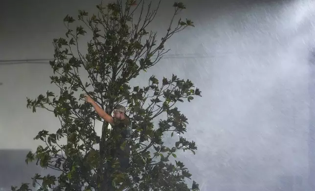 Chris Nation, of Commerce, Ga., climbs a tree and gestures while hanging out with coworkers outside the hotel where they are riding out Hurricane Milton, Wednesday, Oct. 9, 2024, in Tampa, Fla. Nation, who works for a towing company, was deployed with colleagues to Florida to aid in the aftermath of the storm. (AP Photo/Julio Cortez)