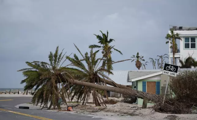 Toppled palm trees lie along the road after the passage of Hurricane Milton in Bradenton Beach on Anna Maria Island, Fla., Thursday, Oct. 10, 2024. (AP Photo/Rebecca Blackwell)