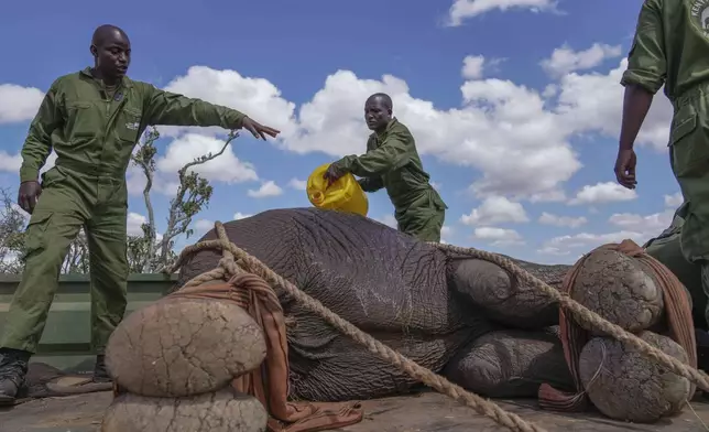 Kenya Wildlife Service rangers and capture team cool down a sedated elephant at Mwea National Park, east of the capital Nairobi, Kenya Monday, Oct. 14, 2024. (AP Photo/Brian Inganga)