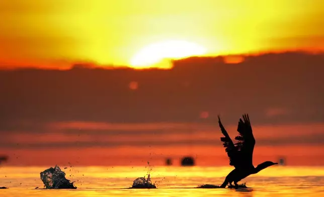 A cormorant gets a running start to take off from the calm waters of Northeast Harbor, Maine, at sunrise Monday, Oct. 21, 2024. (AP Photo/Robert F. Bukaty)